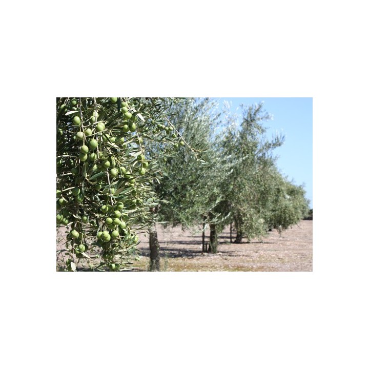 Aceite de oliva virgen extra Solivellas