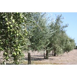Huile d'olive 500 ml Solivellas